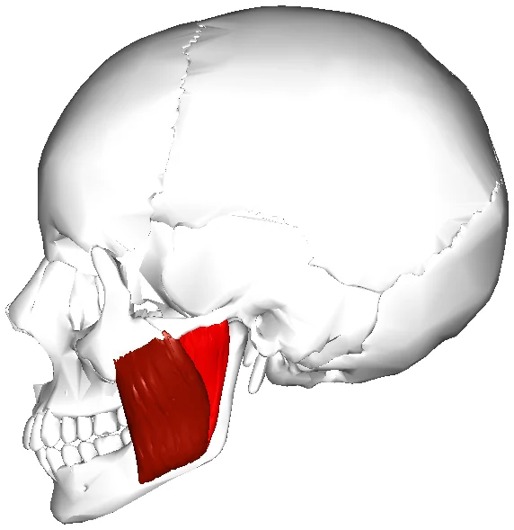 Cráneo de perfil con el músculo masetero y la articulación temporomandibular