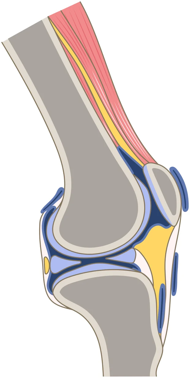 Corte sagital de la rodilla: fémur, tibia, rótula, menisco y tendón del cuádriceps