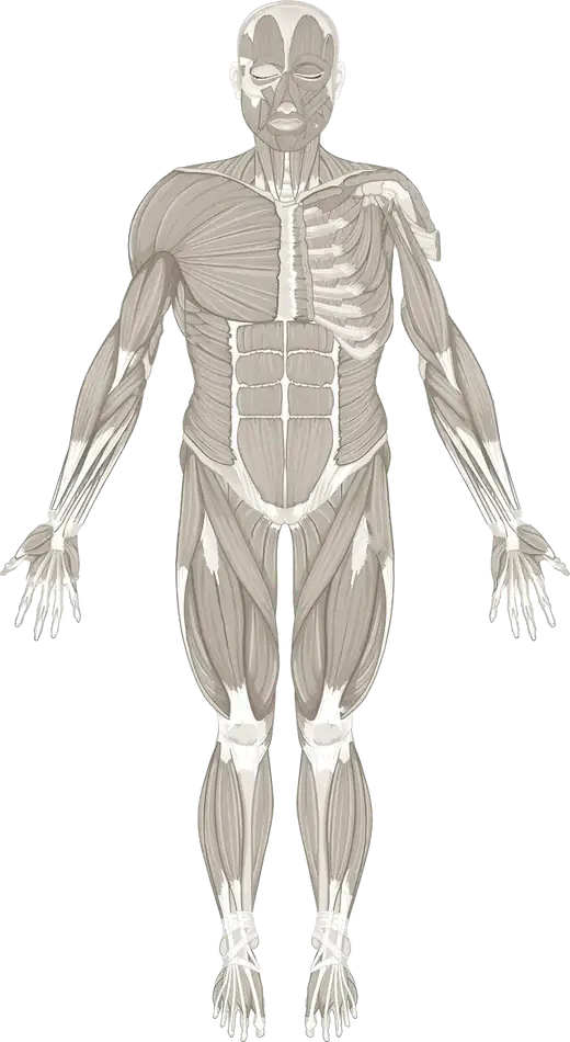 Ilustración anatómica del cuerpo humano de frente con las zonas de dolor señaladas