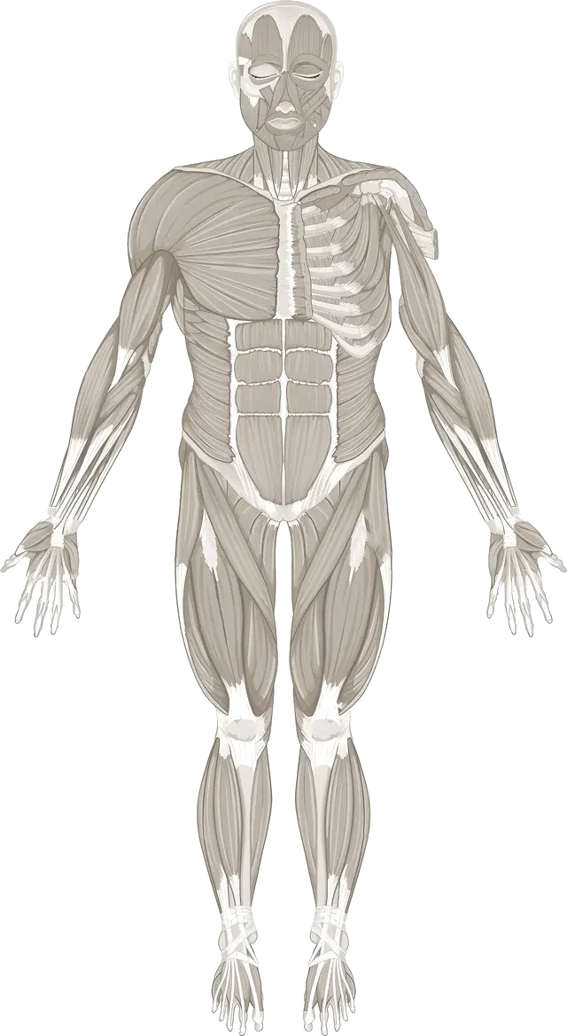 Ilustración anatómica del cuerpo humano de frente con las zonas de dolor señaladas